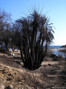 Feuer in der Preveli Bucht.