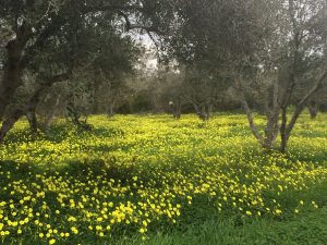 Kreta Frühling